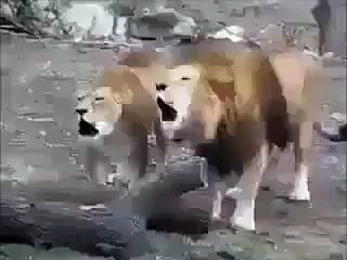 Lion Saying Allah Allah