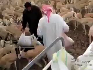 Have you seen so much