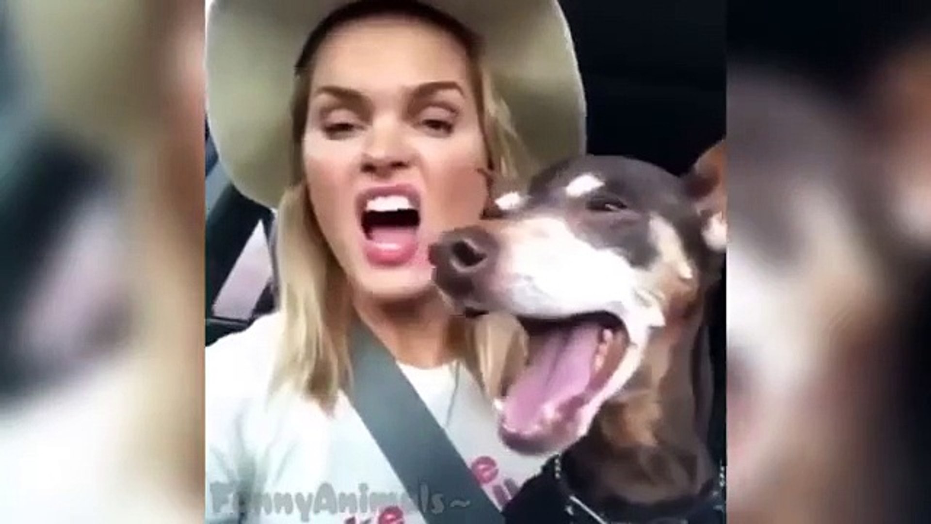 ⁣Best Animals Vines - Funny Animals Videos