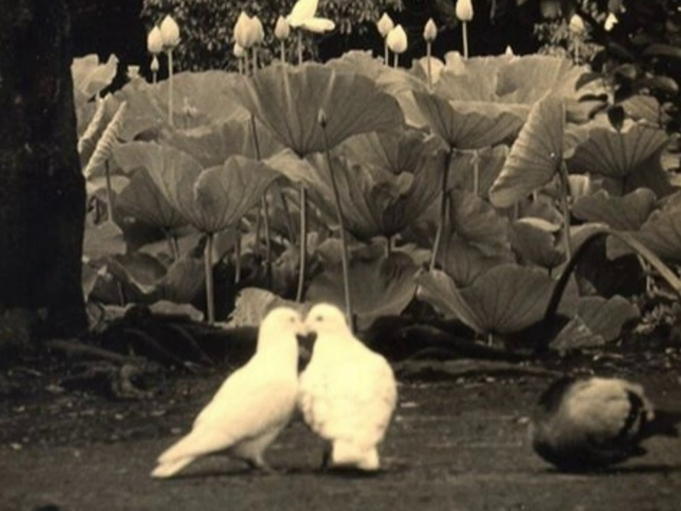 Tsuyoshi Yamamoto Trio - A Shade of Love