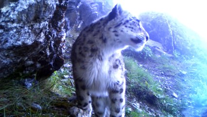 A stunning snow leopard mother with her two cubs in the Himalayas