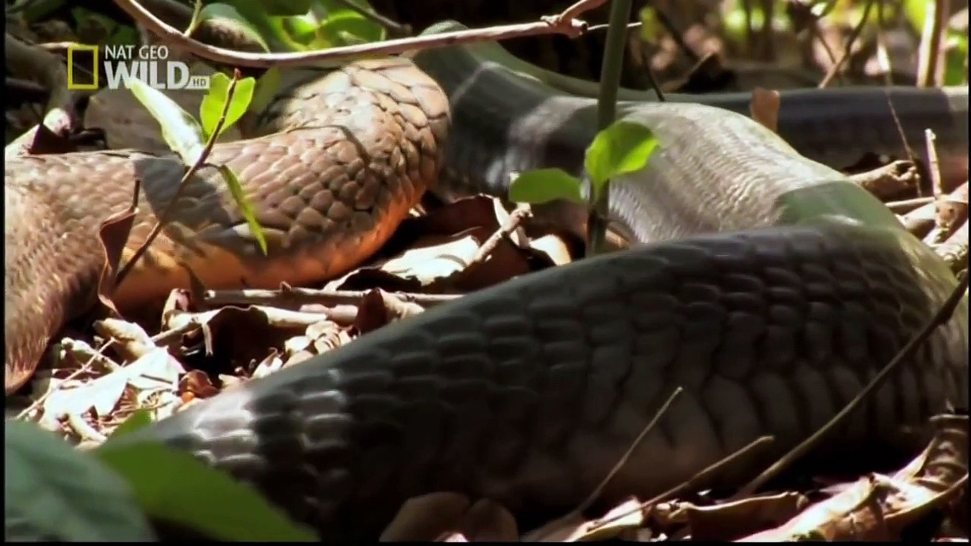 ⁣Discovery wild animals King Cobras Discovery channel documentary films HD