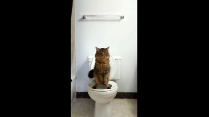 Clever Cat Uses Human Toilet