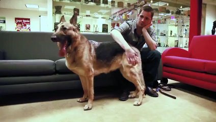 Fallout 4 - Behind The Scenes with Dogmeat