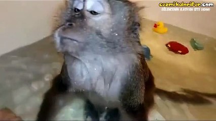 Maymunun banyo keyfi