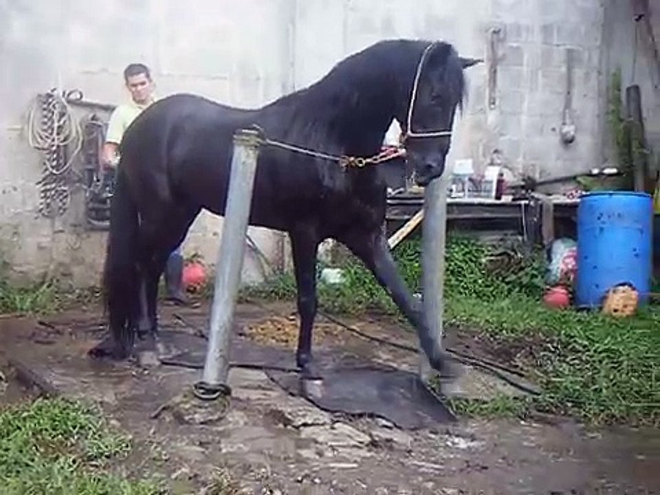 Caballo a la venta $10,500