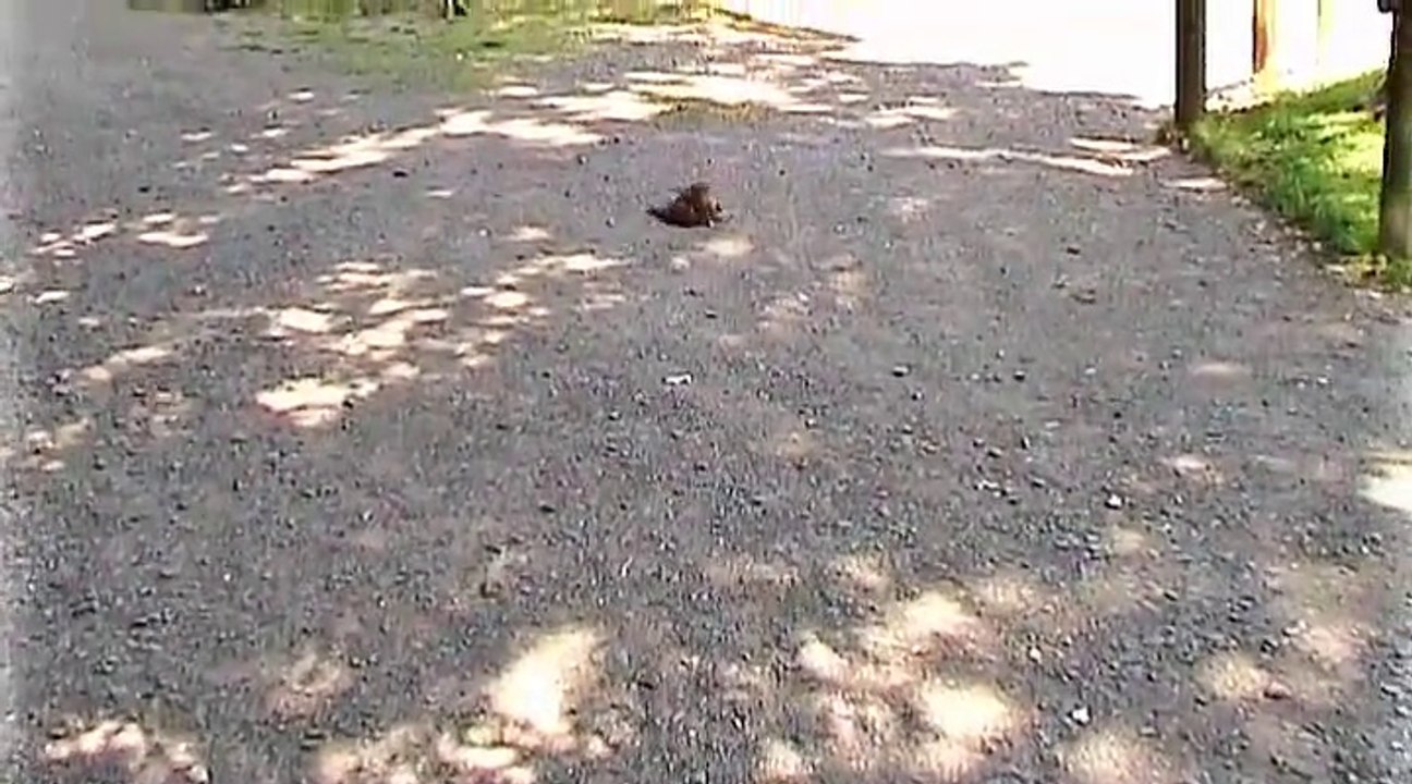 Zu Besuch im Adler – und Wolfpark Pelm – 1