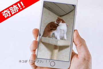 猫がニーブラ！？バンビーノ ダンソン