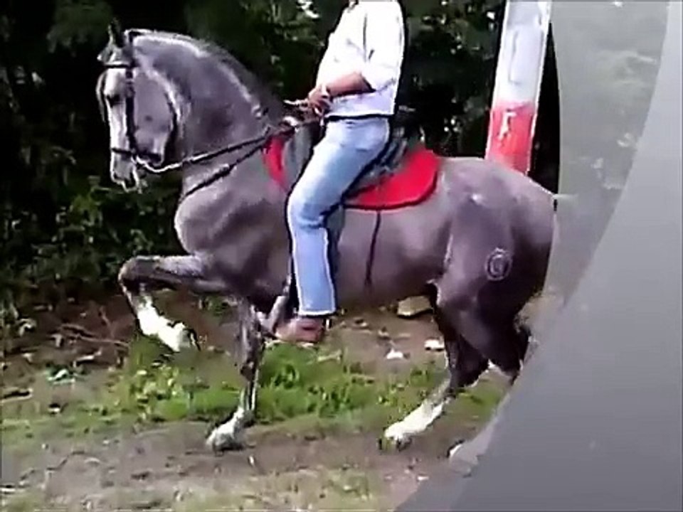 COMEDIANTE OG Vendido caballo ibero