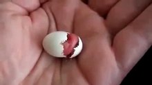 Рождение попугая