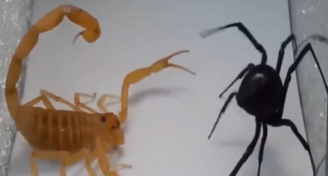 Combat entre un scorpion et une araignée veuve noire