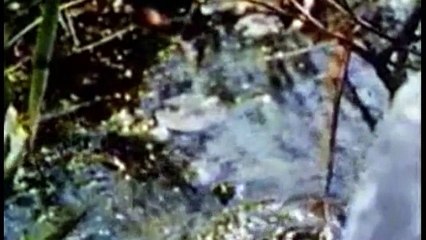 Não tem escapatoria