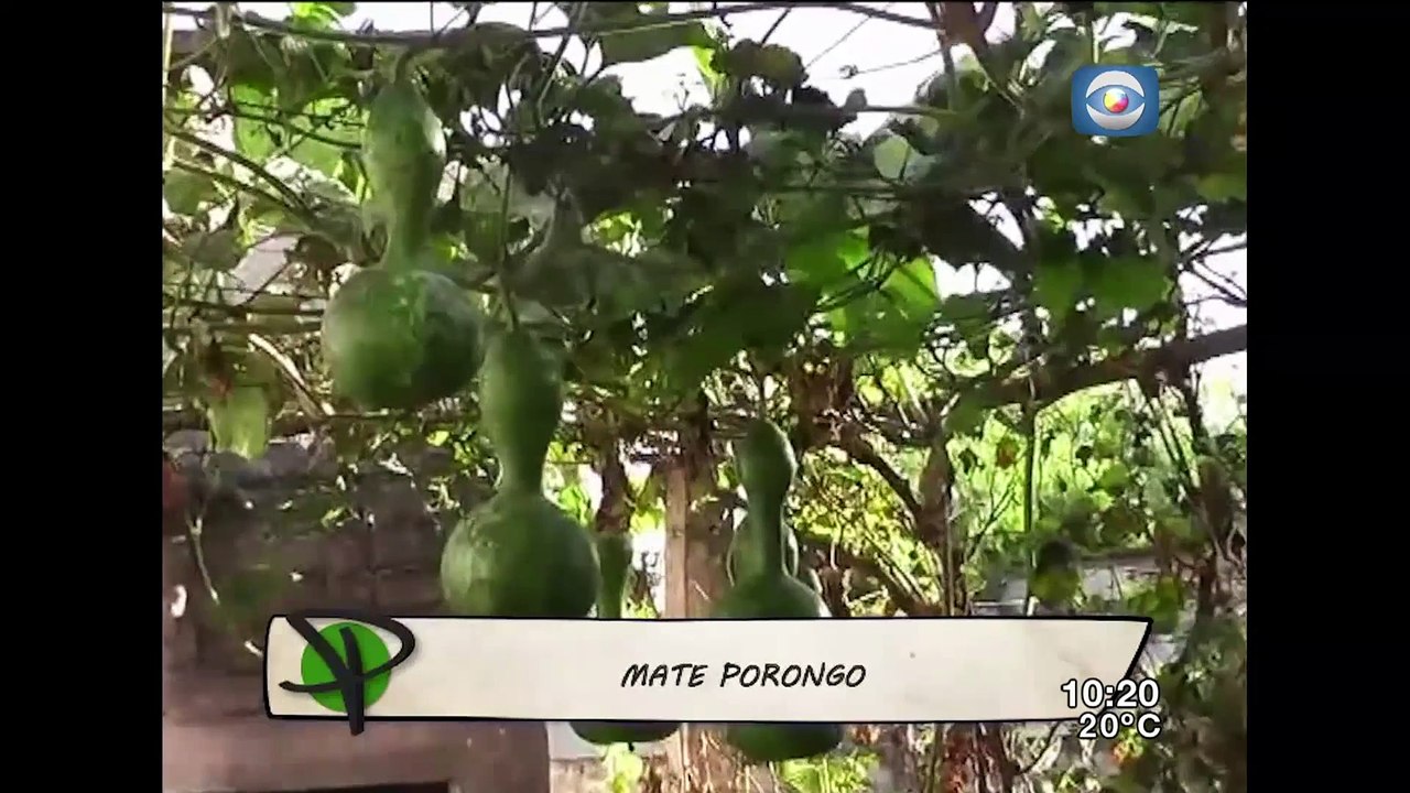 Cultivo del Mate Calabaza o Porongo.