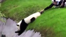 Playful panda has to be rescued after getting stuck in ditch