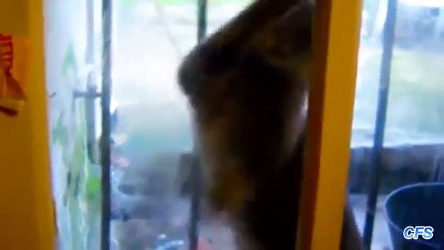 Os gatos querem desesperadamente para ir para dentro. Cats quer ir para casa