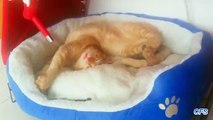 Cats dormir em posições desconfortáveis. Gatos que dormem em poses engraçadas
