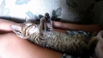 Gatos que dormem em poses engraçados gatos engraçados
