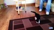 Os gatos têm medo de tapetes em movimento. Gatos engraçados tapetes vs.