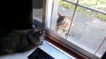 Cats atrás do vidro. Gatos engraçados que lutam através do vidro