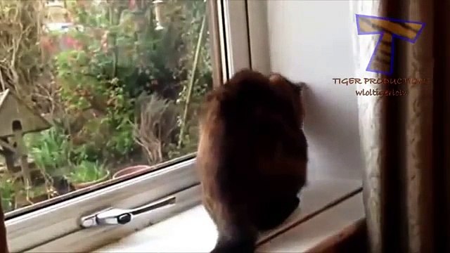 Gatos e cães contra moscas - uma coleção de animais engraçados