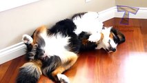 Gatos e cães estão dormindo em poses engraçadas. Os animais engraçados (coleção)