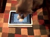Os gatos não podem romper com o iPad. Gatos engraçados que jogam no iPad