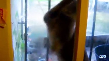 Los gatos quieren desesperadamente de entrar. Gatos quiere ir a casa