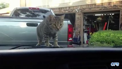 Gatos limpiaparabrisas. Gatos divertidos son limpiaparabrisas miedo