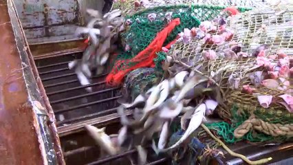 Profesyonel Balıkçıların Tonlarca Balık Avı