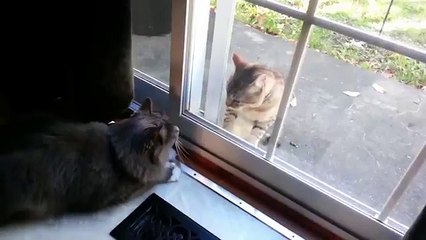 Gatos detrás de vidrio. Gatos divertidos que luchan a través del cristal