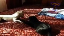 Gatos y perros están luchando por un lugar en la cama y el sofá. Animales divertidos (colección)