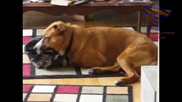 Gatos y perros jugando juntos - perros y gatos divertidos (colección)