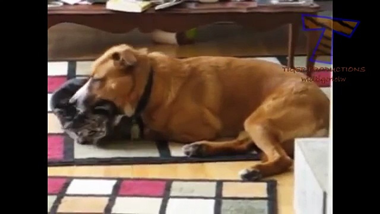 Gatos y perros jugando juntos - perros y gatos divertidos (colección)