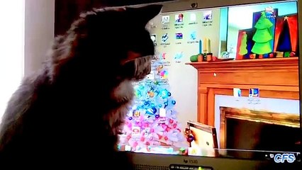 Gatos captura del ratón. Gatos divertidos cursor caza