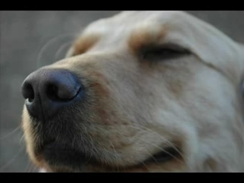 Copywriting Secrets, Bullets Part 1