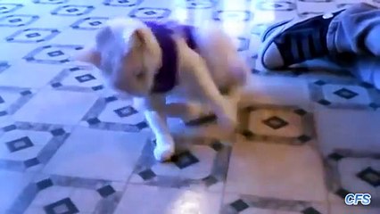 Chats portent des chandails. Funny cats dans chandails