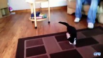 Cats ont peur de tapis roulants. Funny Cats vs tapis