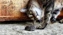 Les chats sont peur des souris et des oiseaux - chats drôles (compilation)