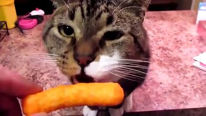 Chats mangent et boivent. funny cats
