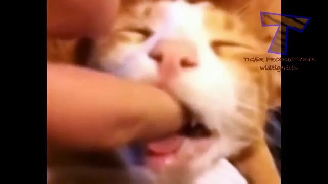 Chats et chiens se comportent comme des enfants. Cute animals (de compilation)