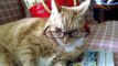 Chats et chiens portent des lunettes - collection ludique et drôle d'animaux