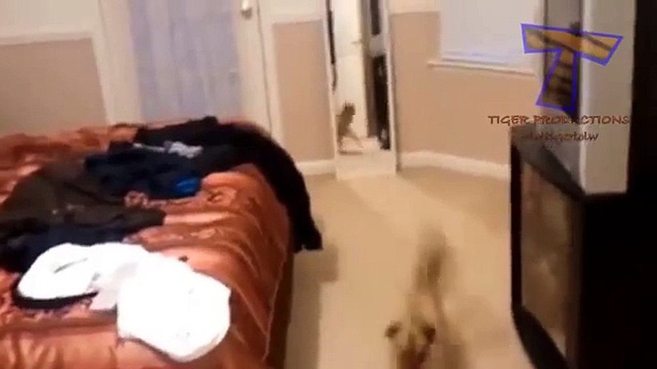 Chats et chiens contre le miroir - Drôle et animaux drôles (collection)