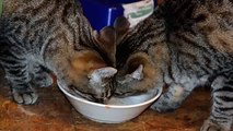 Chats et chiens de défense sur la nourriture dans des bols et des assiettes. Funny animals (collecte)