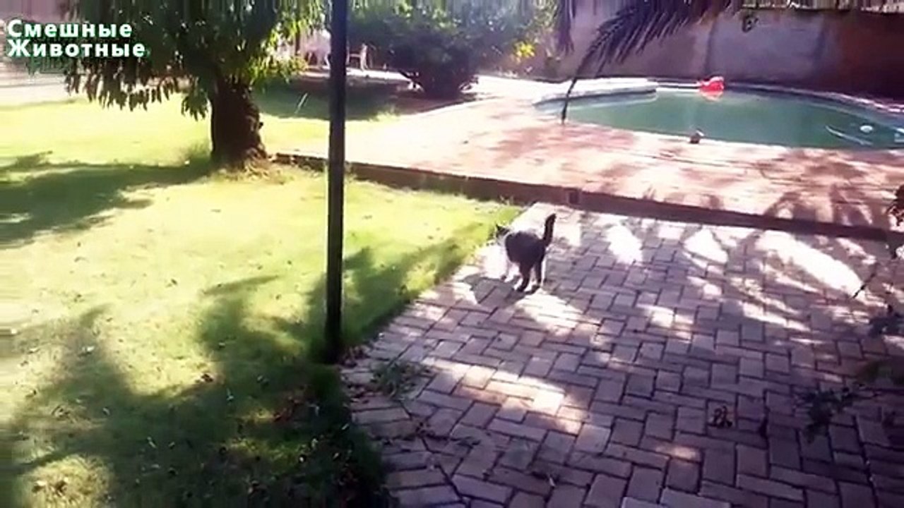 Les chats aiment les chiens. Funny cats apporter des objets