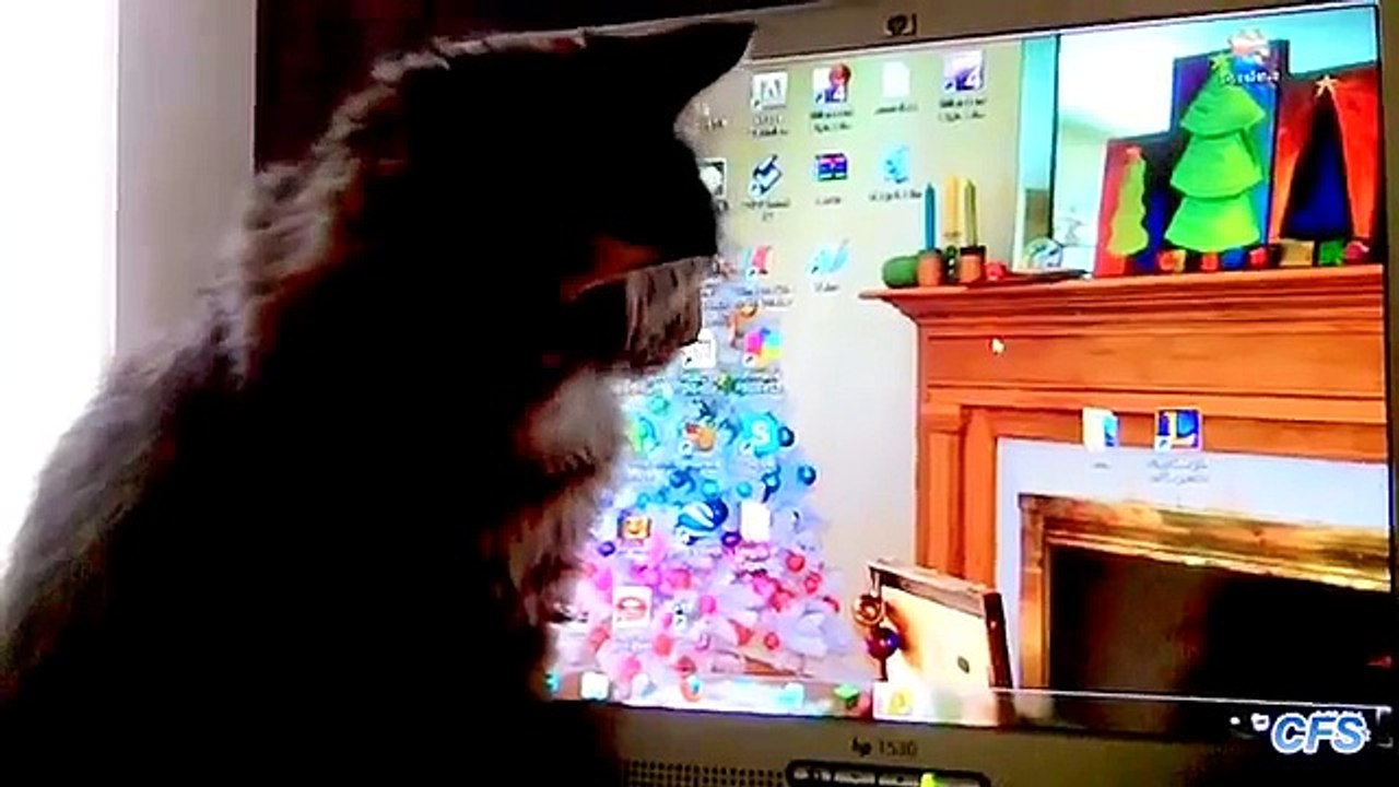 Chats attraper la souris. Funny cats chasse curseur