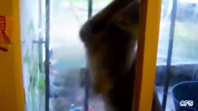 Кошки отчаянно хотят войти внутрь. Коты просятся домой