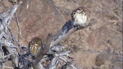 Kartallar hem şov yapıyor hem avlanıyor!