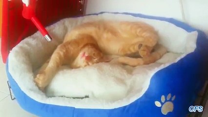 Кошки спят в неудобных позах. Коты спят в смешных позах