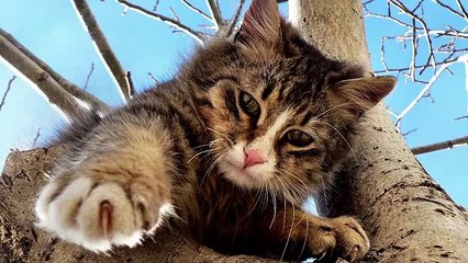 Кошки-альпинисты - Забавная компиляция кошек