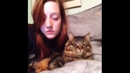 Кошки веселятся. Смешные коты